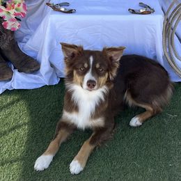 Kookabear - Miniature Australian Shepherd