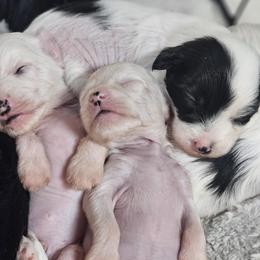 Chinese Crested puppies from Sugar's Royal Cresteds