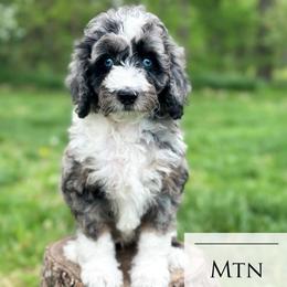 Mtn Dew - Blue merle male Aussiedoodle puppy in Corydon, Indiana from Ridgeline Doodles
