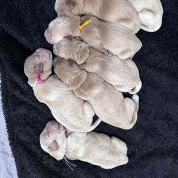 Boy 3 - male Golden Retriever puppy in Angier, North Carolina from Howard's Retrievers