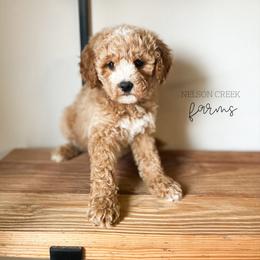 Clover - Apricot male Maltipoo puppy in Huntsville, Texas from Nelson Creek Farms
