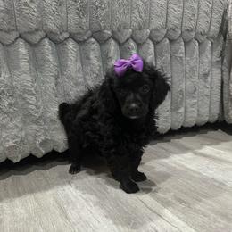 CoCo - Black female Poodle puppy in Matteson, Illinois from Chitownpupz