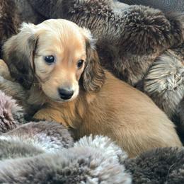 Boy 2 Charlie - Red male Dachshund puppy in Stanwood, Washington from The Love of Dachshunds