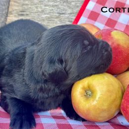 Cortland - Black female Newfoundland puppy in Tully, New York from Bear Paw Newfoundlands