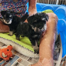 Boy 3 - Black and silver male Miniature Schnauzer puppy in Spokane, Washington from Blue Haven Stable