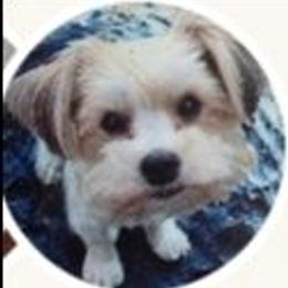 Chloe - Yorkshire Terrier