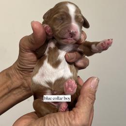Blue collar boy - Apricot male Goldendoodle puppy in Fairfield, California from Twin Sisters Doodles
