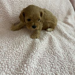 Zero - Red male Cavapoo puppy in Albuquerque, New Mexico from Enchantment Cavapoo & Pugapoo Puppies