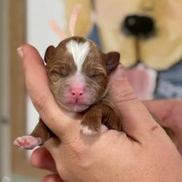 Girl 4 - Red  female Goldendoodle puppy in Wharton, Texas from Little Fur Friends