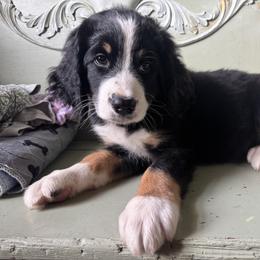Bernedoodle Puppies from Cove Creek Companions
