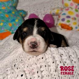 Rose - Tri-color female Bernedoodle puppy in Beecher, Illinois from Erica’s Doodles