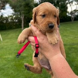 Girl 1 - female Golden Retriever puppy in Gillette, Wyoming from WyoGold Retrievers