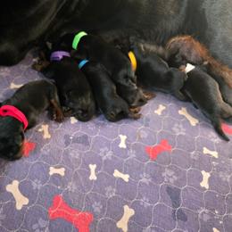 White - Black and mahogany female Rottweiler puppy in Kissimmee, Florida from Macht Haus Rottweilers