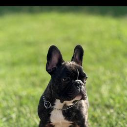 Louie - Brindle male French Bulldog puppy in Elmore City, Oklahoma from OK America Kennels