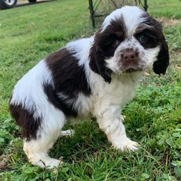 Panda - Brown and white female Cocker Spaniel puppy in Gadsden, Alabama from Rich Cat’s