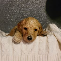 "Red Wk4" Goldendoodle Puppies from Goldendoodle Breeder