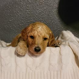 "Red Wk4" Goldendoodle Puppies from Goldendoodle Breeder