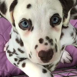 Dalmatians from Siren-Super Sport Dalmatians