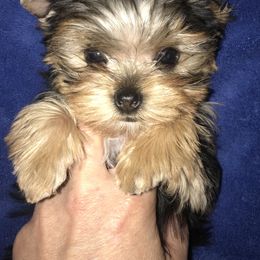 Yorkshire Terrier Puppies from Alaska’s Baby Yorkies