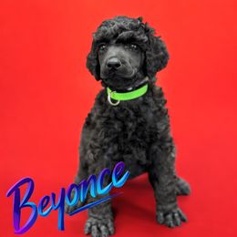 Beyonce - Black female Poodle puppy in Nederland, Texas from Lingo Standard Poodles
