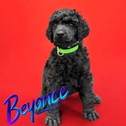 Beyonce - Black female Poodle puppy in Nederland, Texas from Lingo Standard Poodles