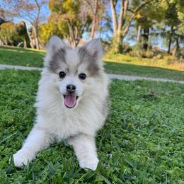 Tinsel - Gray and white female Pomsky puppy in La Verne, California from Red Cedar Pomskies