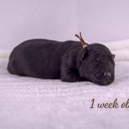 Brown Collar - Black male German Shepherd puppy in Plumas Lake, California from Zwinger Vom Greifjäger