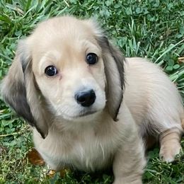 Dachshunds from Triniti Dachshunds