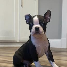 Cairo - Black and white male Boston Terrier puppy in Wildwood, Missouri from Belleville Bostons