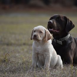 Dilute Retriever Puppies from Wicked Pines Retrievers
