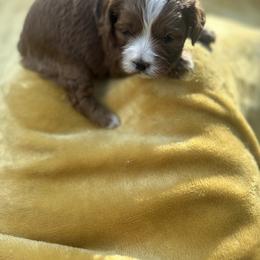 Cavalier King Charles Spaniel and Cavapoo Puppies from Cavalier Girls