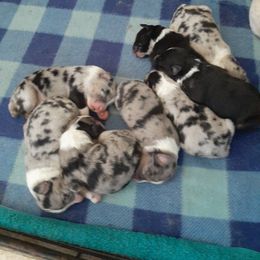 Australian Shepherd Puppies from AJD Aussies