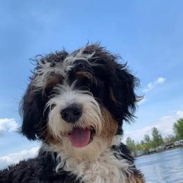 Bernedoodle and Goldendoodle All Grown Up from Dainty Doodle Dogs