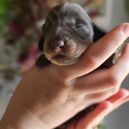 Han- AKC - Gray (blue) and tan male Dachshund puppy in Loganville, Georgia from Royal Dackel Haus