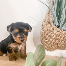 Yorkshire Terrier Puppies from Elaine’s Pup Co.