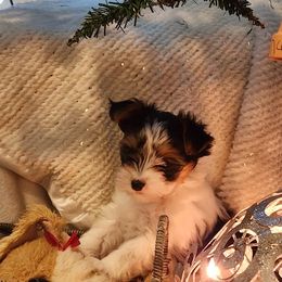 Biewer Terrier and Yorkshire Terrier Puppies from 1.StarDreamPups