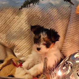 Biewer Terrier and Yorkshire Terrier Puppies from 1.StarDreamPups