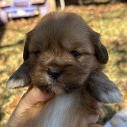 Ariel - Red gold female Lhasa Apso puppy in Albany, Georgia from Clark's Lhasas