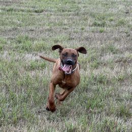 Scout - Rhodesian Ridgeback
