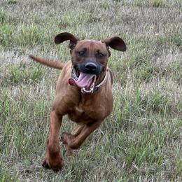Scout - Rhodesian Ridgeback