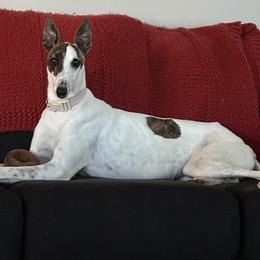 Greyhounds from Greyhound Puppy Havens