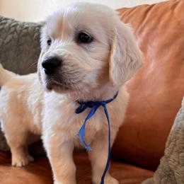 Blue boy - Light golden male Golden Retriever puppy in Pahrump, Nevada from Southern Nevada Goldens