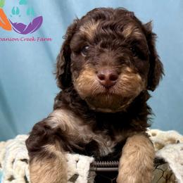 Aramis - Chocolate male Labradoodle puppy in Bowman, Georgia from Companion Creek Farm