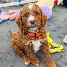 Orange collar boy - Red  male Goldendoodle puppy in Newcastle, Oklahoma from Ritzy Creek Doodles