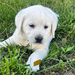 Addie's Brown Collar - Yellow male Labrador Retriever puppy in Mansfield, Missouri from Leadhill Labs