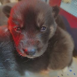 Siberian Husky Puppies from Siberian huskies Kennesaw GA