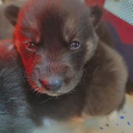 Siberian Husky Puppies from Siberian huskies Kennesaw GA