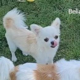 Bella - Chihuahua