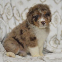 Spider Man - Red merle male Aussiedoodle puppy in Delta, Colorado from PTK Ranch