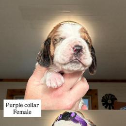 Purple collar - Mahogany and white female Basset Hound puppy in Kenansville, Florida from Fancy Hounds